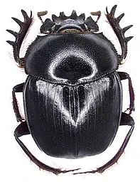 Scarabaeus Satyrus.
Udo Schmidt from Deutschland, CC BY-SA 2.0, via Wikimedia Commons